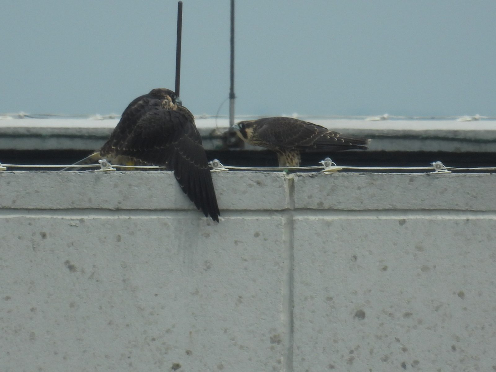 Si Red (kanan) ay lumalapit sa dilaw (kaliwa) at yumuko sa kanya ng ilang beses habang siya ay nananatiling defensively postura.