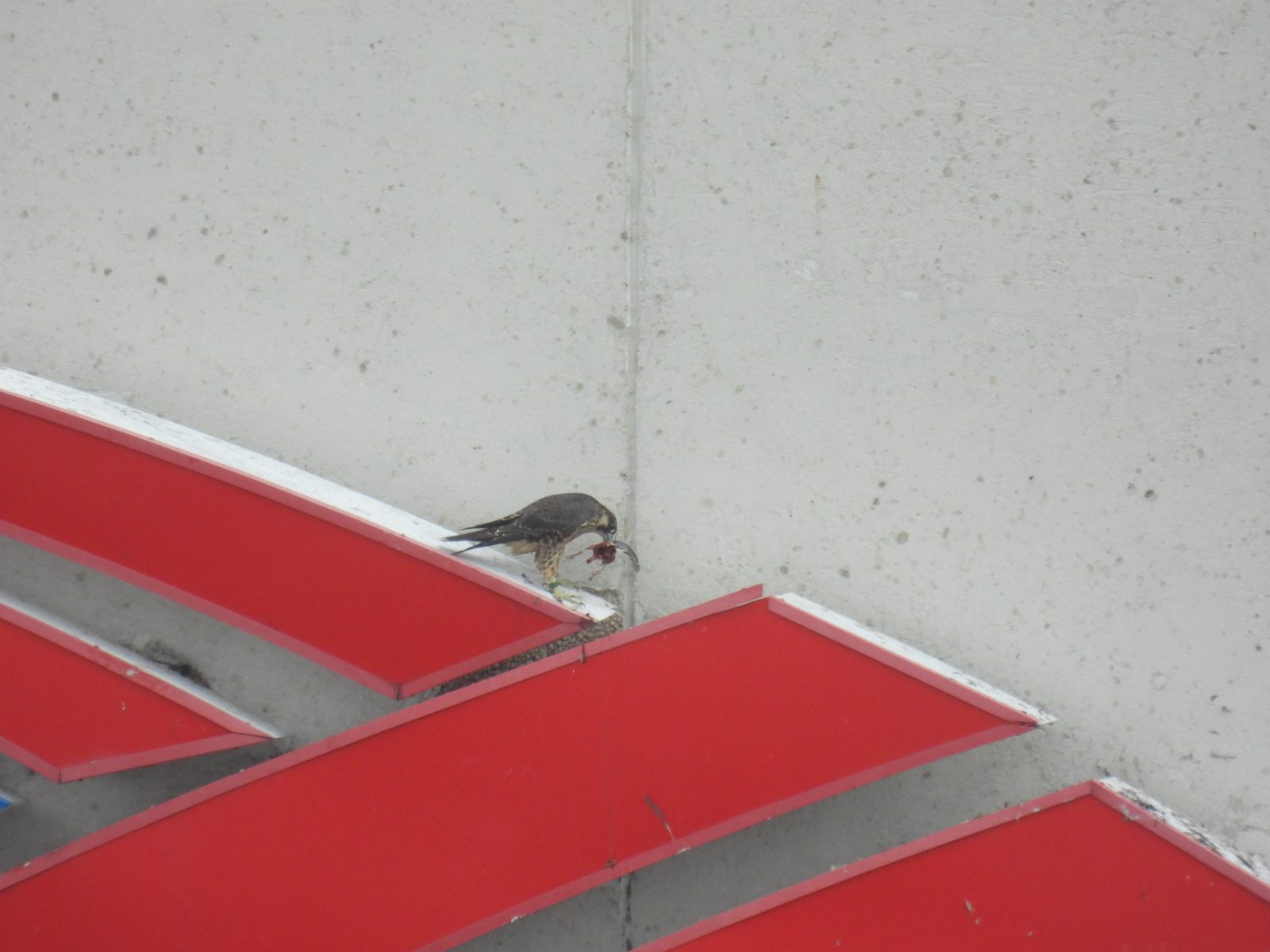 Pula, na ang may kulay na tape ay nahulog, na may isang biktimang bagay sa ibabaw ng tanda ng Bank of America.