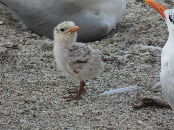 Isang royal tern chick ang nakatayo sa Ft. Wool parade ground.