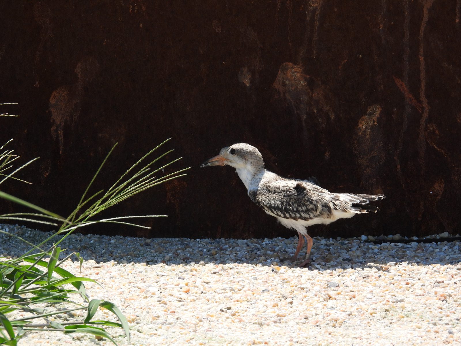 Itim na skimmer na sisiw ang naobserbahan sa aming survey na hindi pa lumilipad.