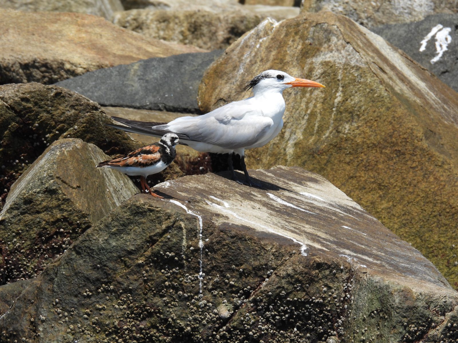 Ang isang royal tern at isang namumula na turnstone ay nagbabahagi ng isang perch sa gitna ng Ft. Lana riprap.
