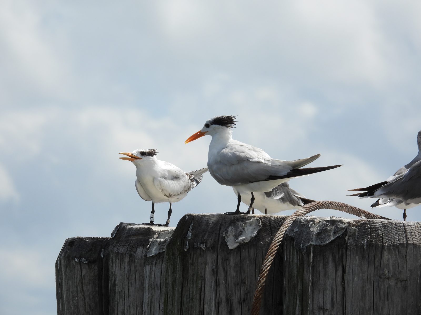 Isang 2021-banded royal tern fledgling (kaliwa) ay dumapo sa isang tambak, Isa sa mga magulang (kanan) ay nakatayo kasama nito at naobserbahang pinapakain ang baguhang ito bago ang larawang ito.