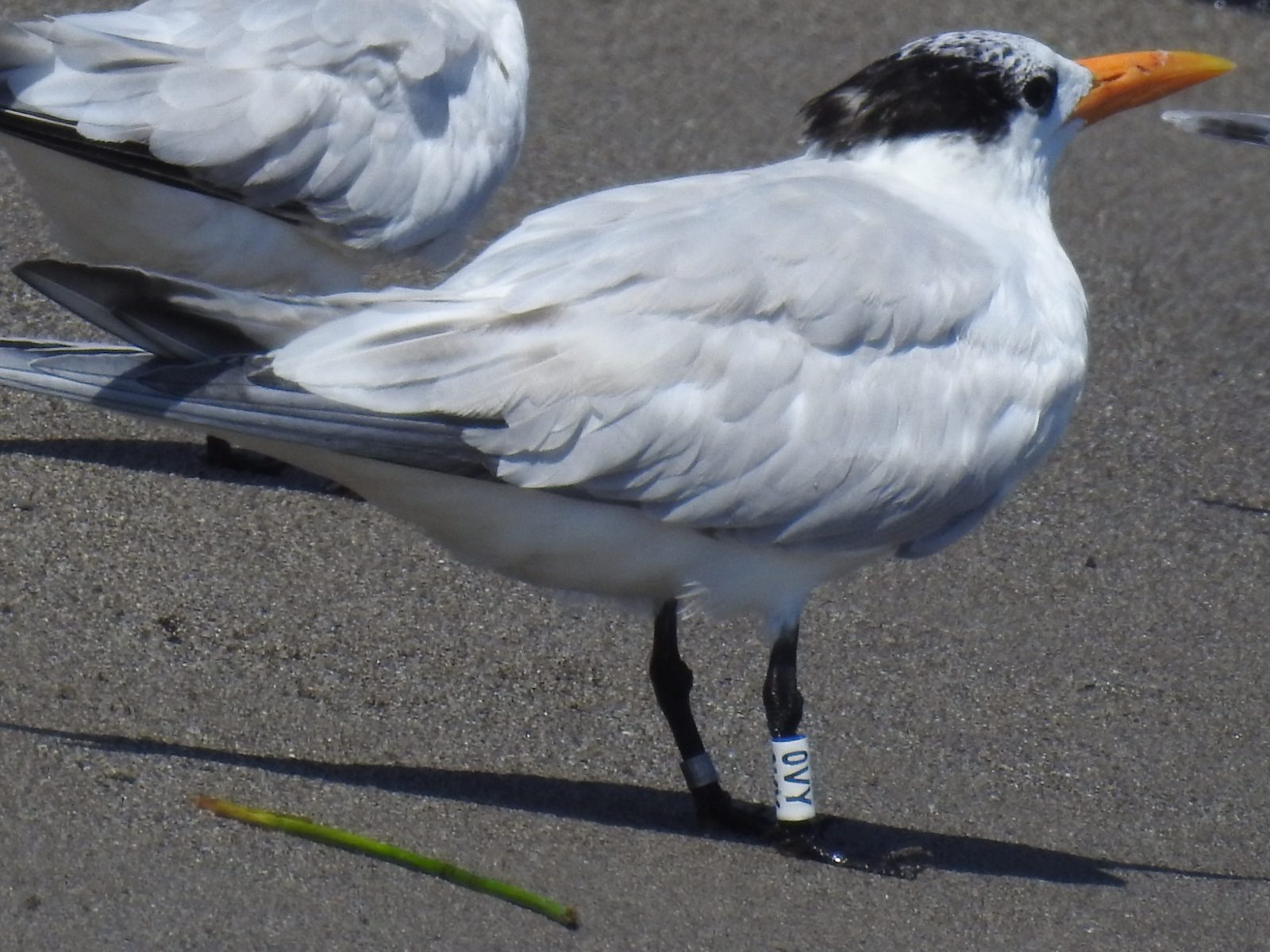Isang mas malapit na pagtingin sa may banded royal tern chick na nakita noong Agosto ng 2021 malapit sa bukana ng Cangrejal River sa Honduras.
