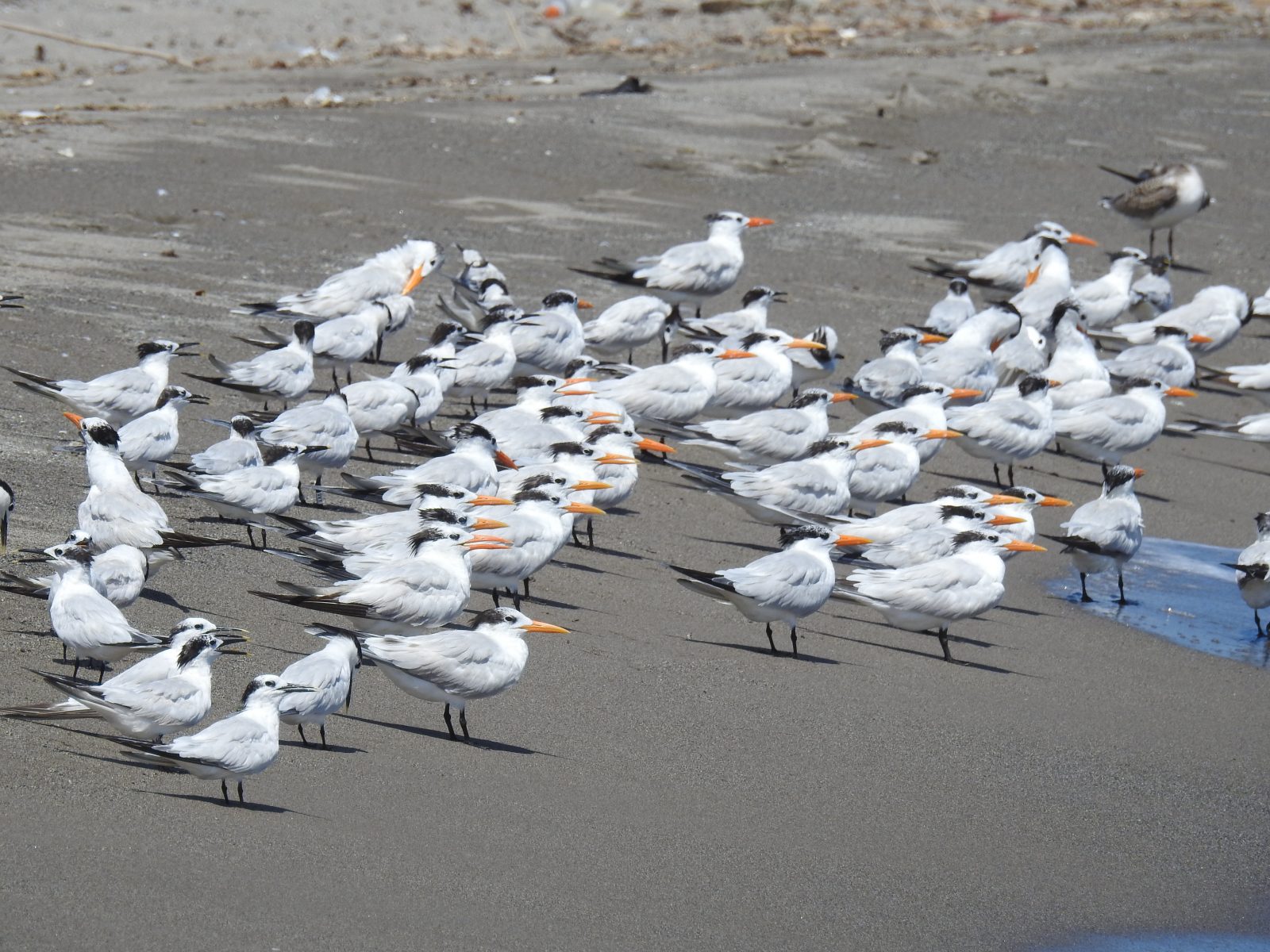 Isang juvenile royal tern na may field readable na banda (naka-band sa 2020 sa Ft. Wool) ay makikita sa gitna ng isang kawan ng sandwich at royal royal terns malapit sa bukana ng Cangrejal River sa Honduras.