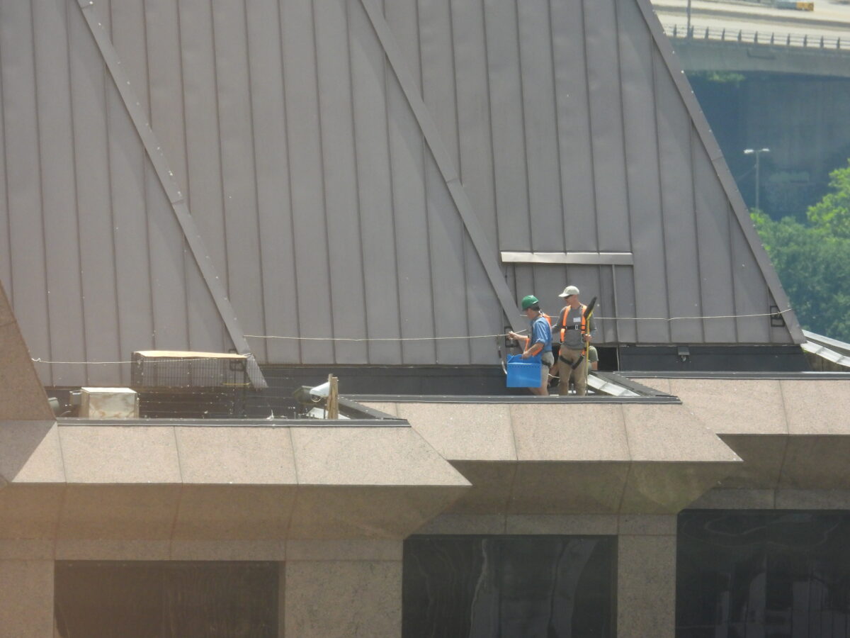 Ibinalik ng mga tauhan ang Dilaw sa nest box kasunod ng pagkakahuli sa kanya.