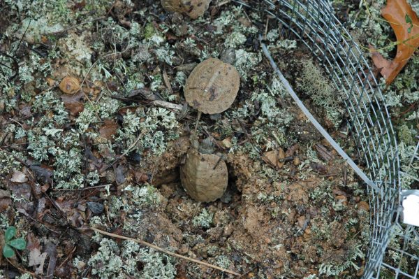 Isang larawan ng dalawang wood turtles na napisa sa loob ng isang protektadong lalagyan ng mesh na nakapalibot sa kanilang pugad