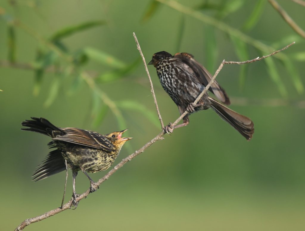 Isang imahe ng dalawang juvenile red winged blackbirds