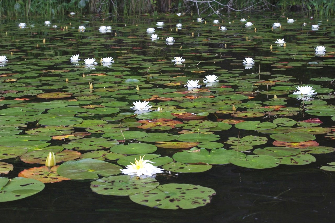 Isang imahe ng dagat ng mga lily pad na makikita sa mga gilid ng Mattaponi