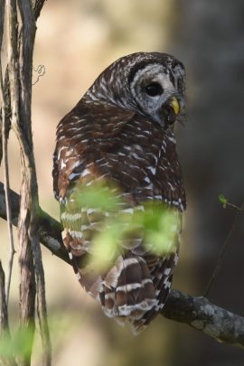 Isang imahe ng isang barred owl na may hawak na crawfish