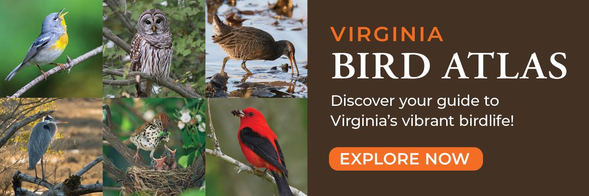 Isang collage ng mga ibon ng Virginia na may tekstong humihikayat sa mga bisita na bisitahin ang website ng Virginia Bird Atlas