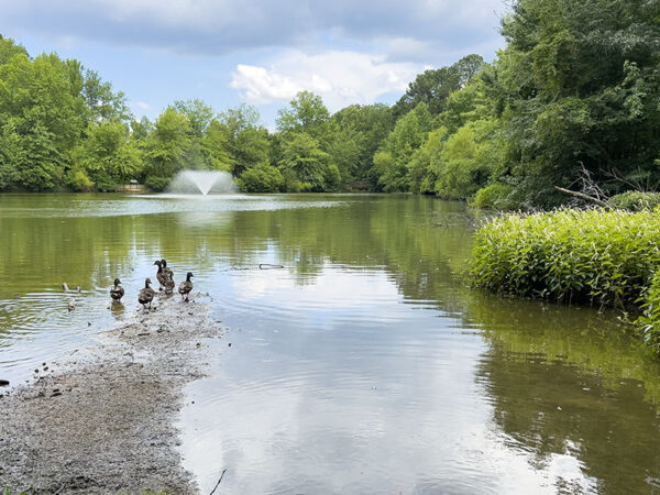 Ang mga lalaking mallard na lumilipat mula sa eclipse patungo sa pag-aanak ng mga balahibo ay sumilong sa isa sa mga lawa. Credit ng Larawan: Lisa Mease