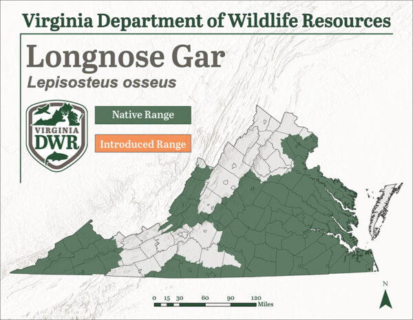 Ang longnose gar ay matatagpuan sa mga nakakalat na rehiyon sa buong Virginia pangunahin sa silangan at pinakahilagang mga rehiyon ng estado.