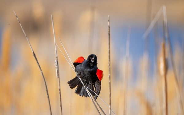 Isang Lalaki na may Pulang Pakpak na Itim