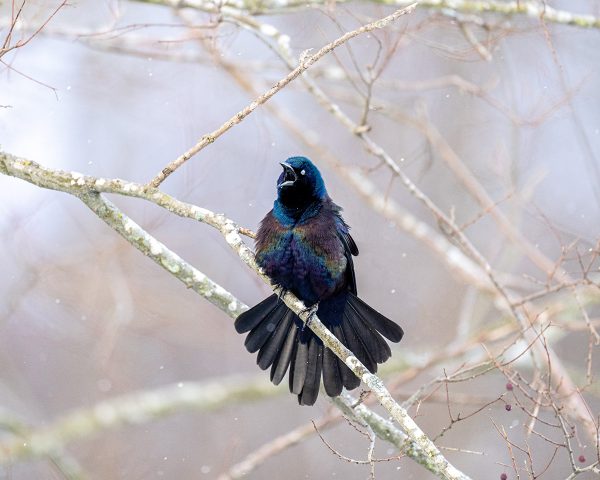 Isang grackle na nag-aagawan habang nasa puting sanga.