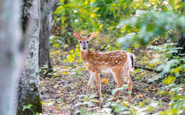 Isang fawn sa kakahuyan