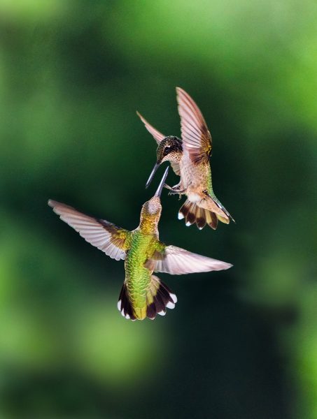 Isang pares ng mga hummingbird