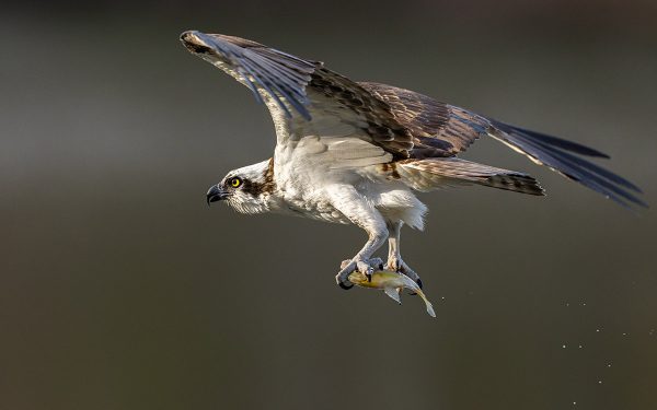 I-click para palawakin ang larawan