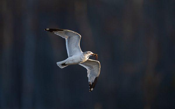 Ring-billed gull na lumilipad na may alimango sa kanyang bibig