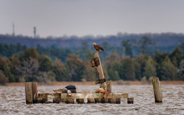 Ginintuang agila na nakaupo sa isang tumpok ng timer na nakadikit sa tubig.