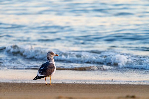 I-click para palawakin ang larawan