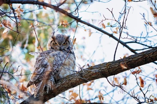 I-click para palawakin ang larawan