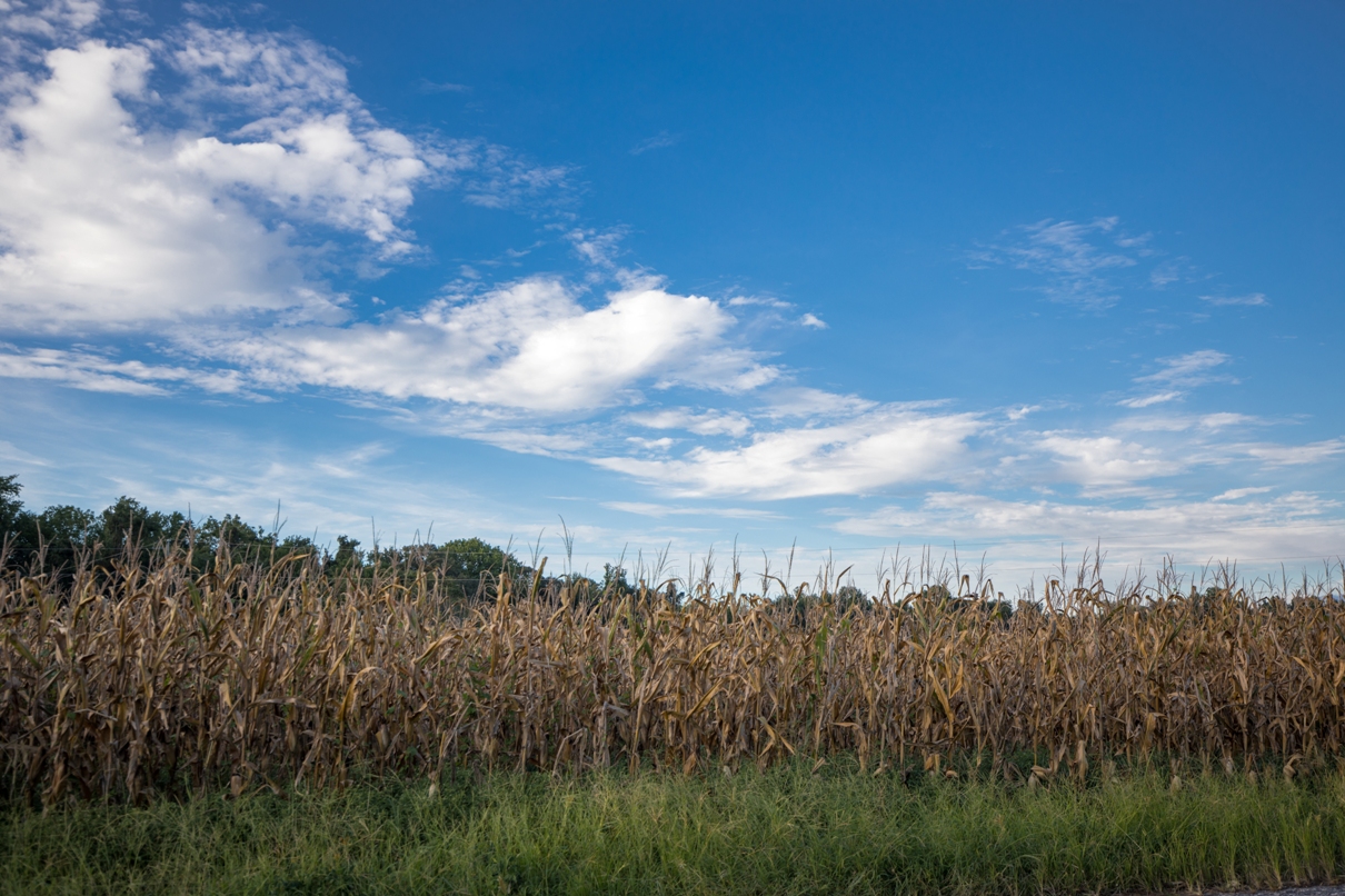 Isang larawan ng isang mais