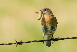 Isang imahe ng eastern bluebird na dumapo sa barbed wire na may mealworm