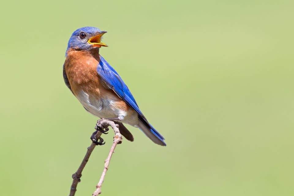Isang imahe ng silangang bluebird na dumapo sa isang sanga