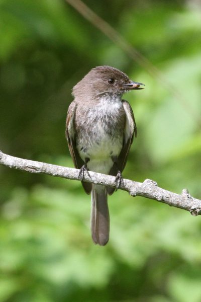 Isang imahe ng isang eastern phoebe na nakaupo sa isang sanga