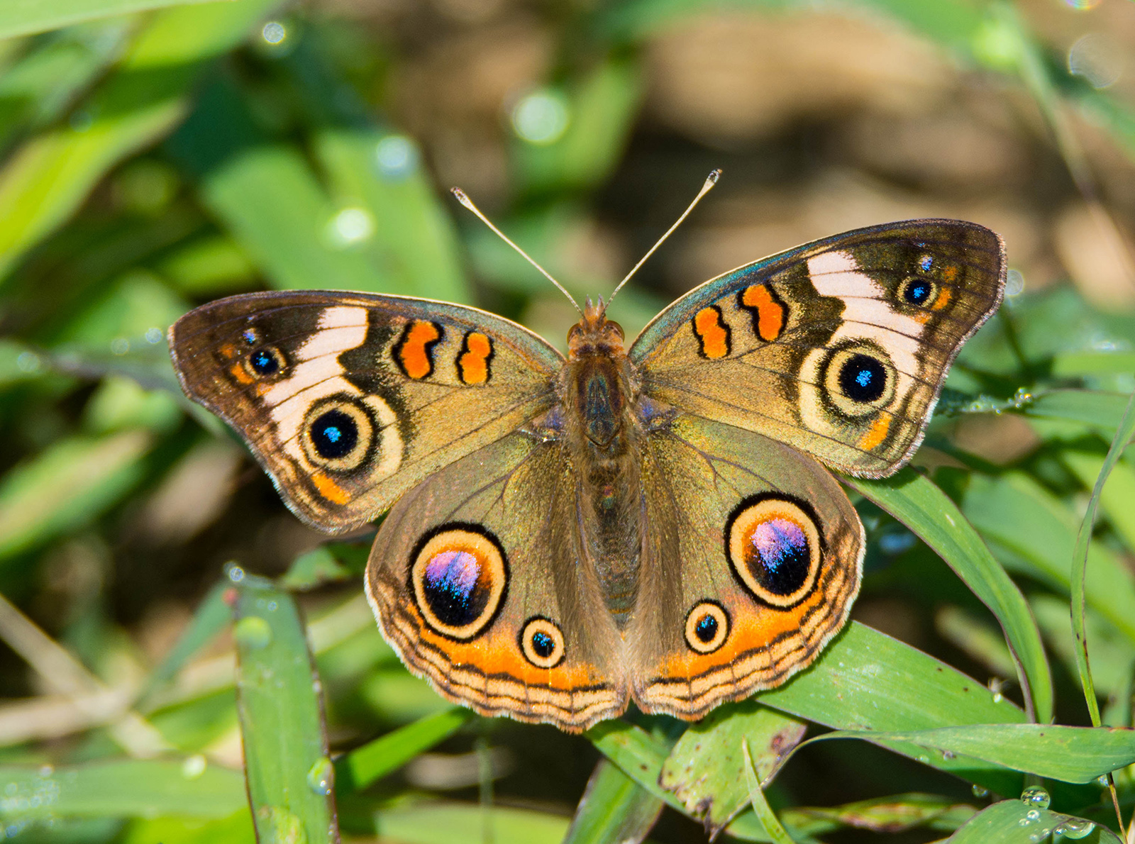 Isang close-up na larawan ng isang butterfly na may orange, purple, at black spot sa mga brown na pakpak.