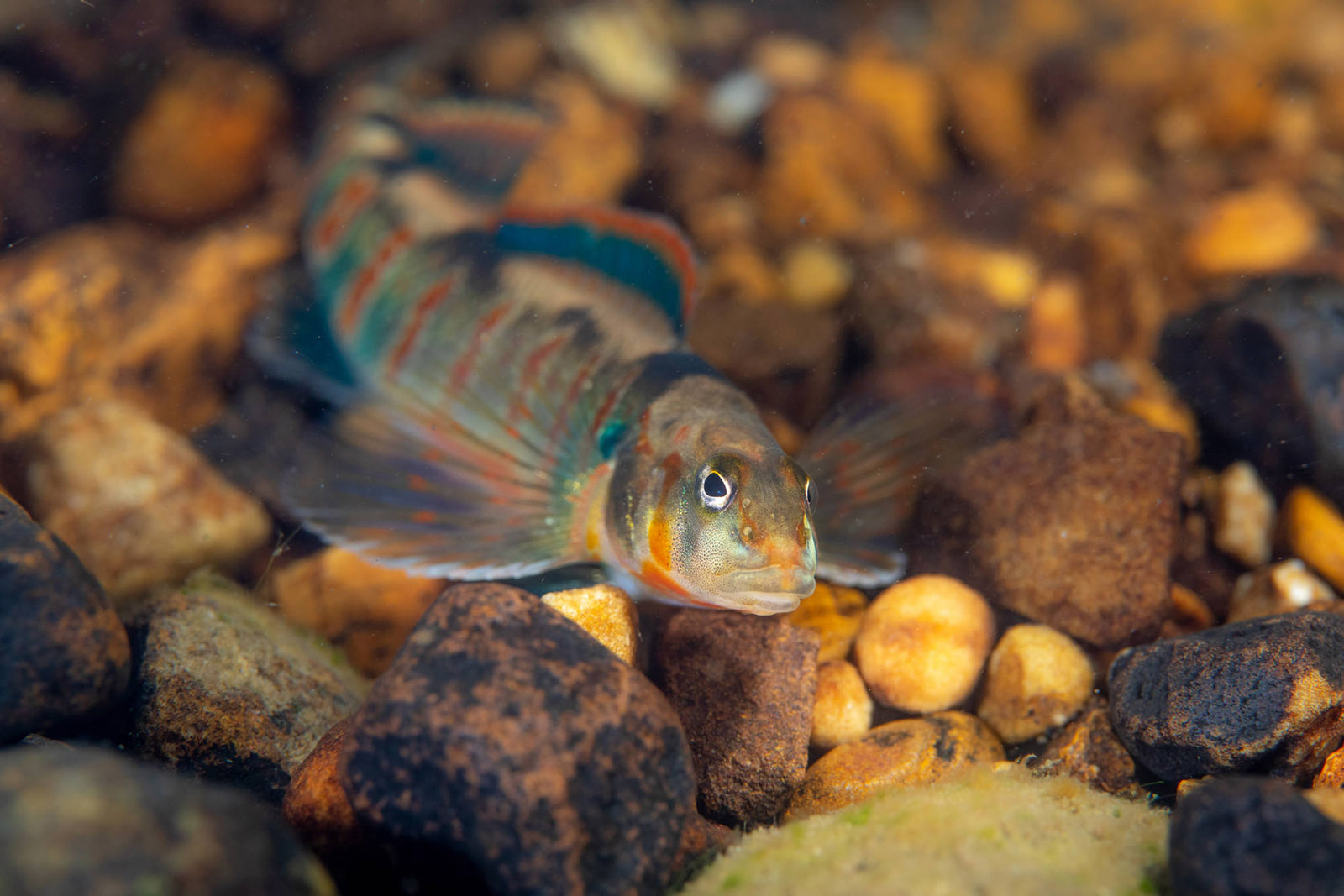 Isang imahe ng isang maliit na pula at asul na guhitan na halos iridescent na isda na nakaupo sa isang pulang ilog