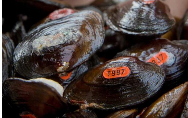 Propagated James Spinymussel na itinanim sa isang reintroduction site. Larawan ni © Meghan Marchetti - DWR