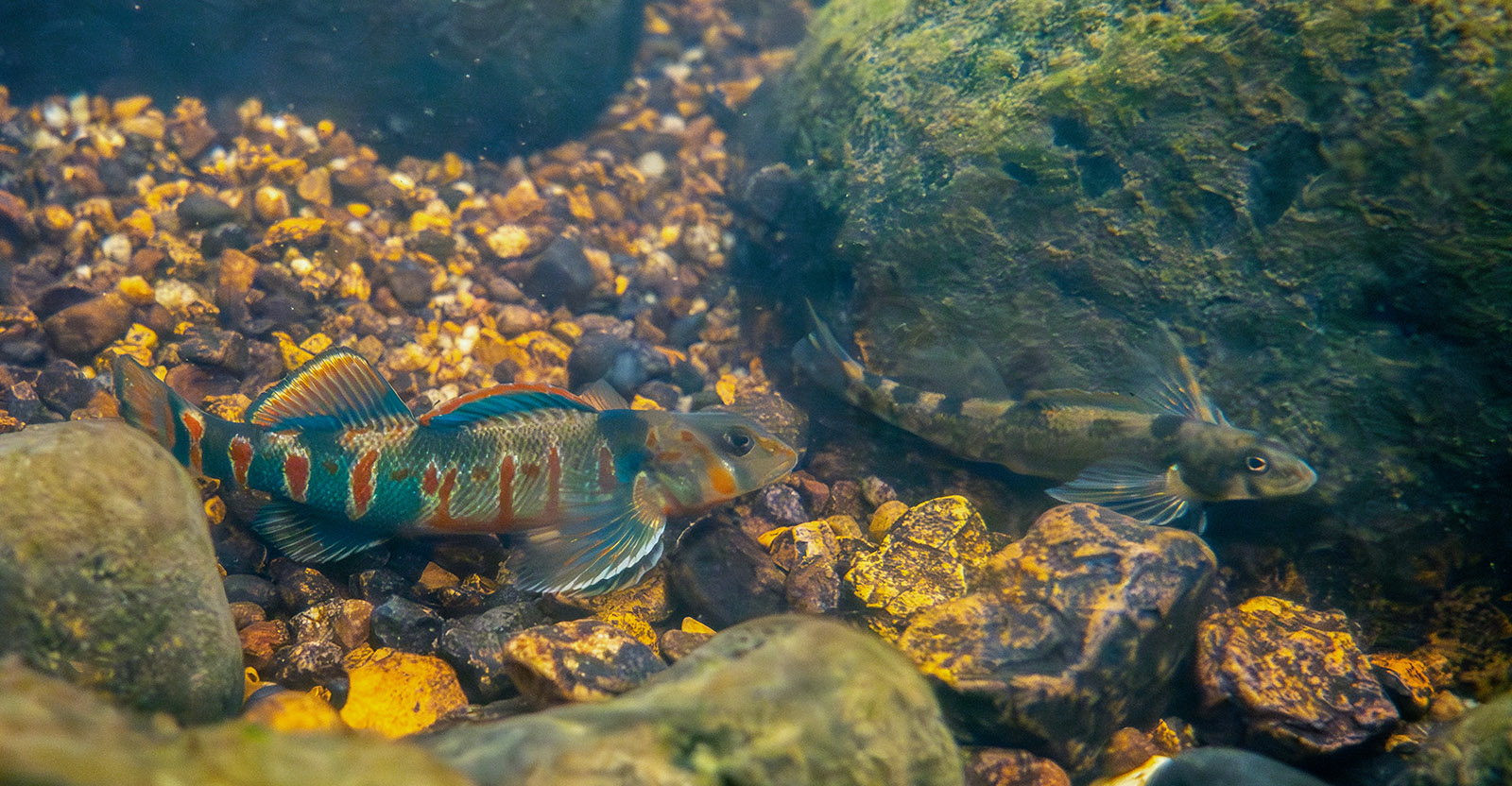 Isang larawan ng isang makulay na kulay pula at asul na may guhit na darter sa tabi ng mas matingkad na kulay abo at itim na kulay na babae