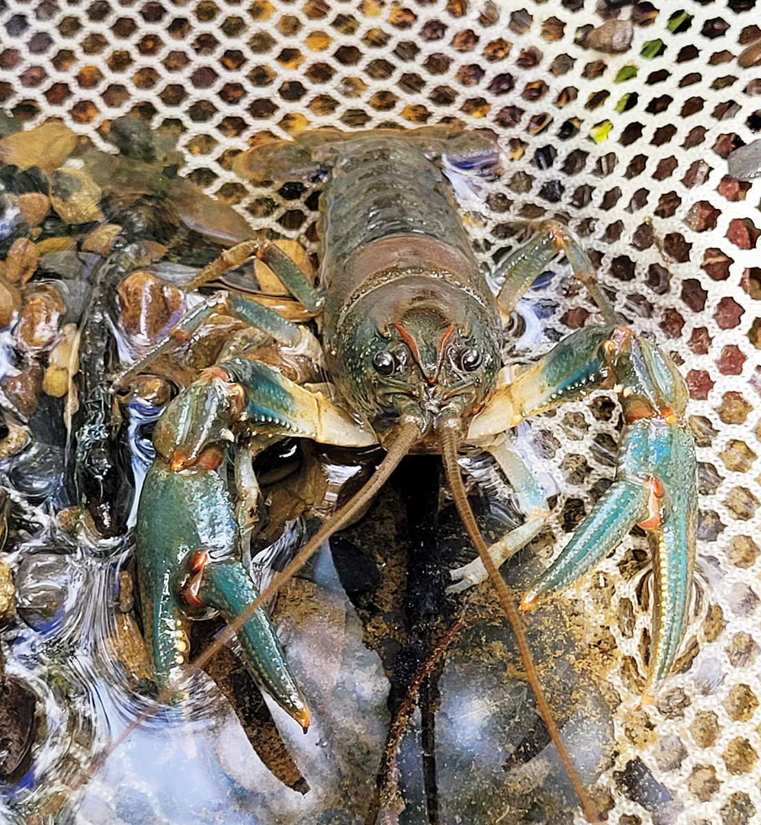 Isang imahe ng isang Malaking Sandy Crayfish na inalis mula sa tubig at sa isang lambat; ang mga crayfish na ito ay may mahalagang papel sa kanilang ecosystem.