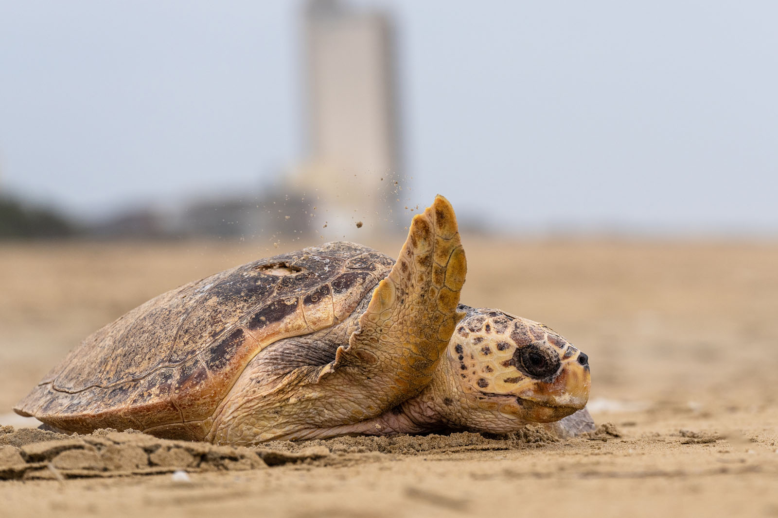 Isang loggerhead turtle na bumabalik sa karagatan matapos mangitlog sa dalampasigan.