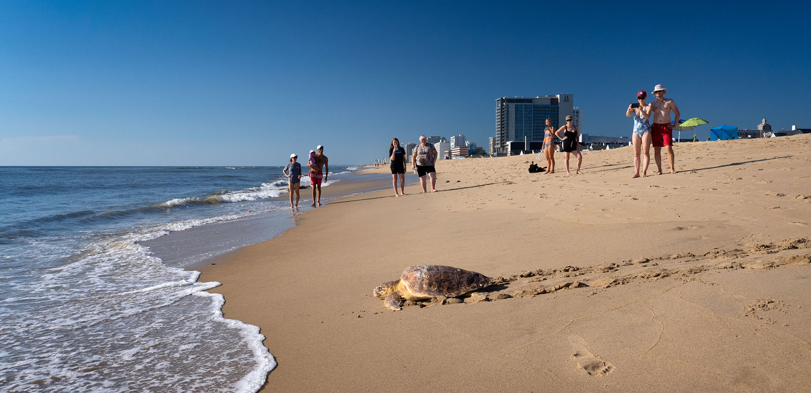 Isang loggerhead turtle ang nag-navigate pabalik sa karagatan kasama ng mga beachgoer.
