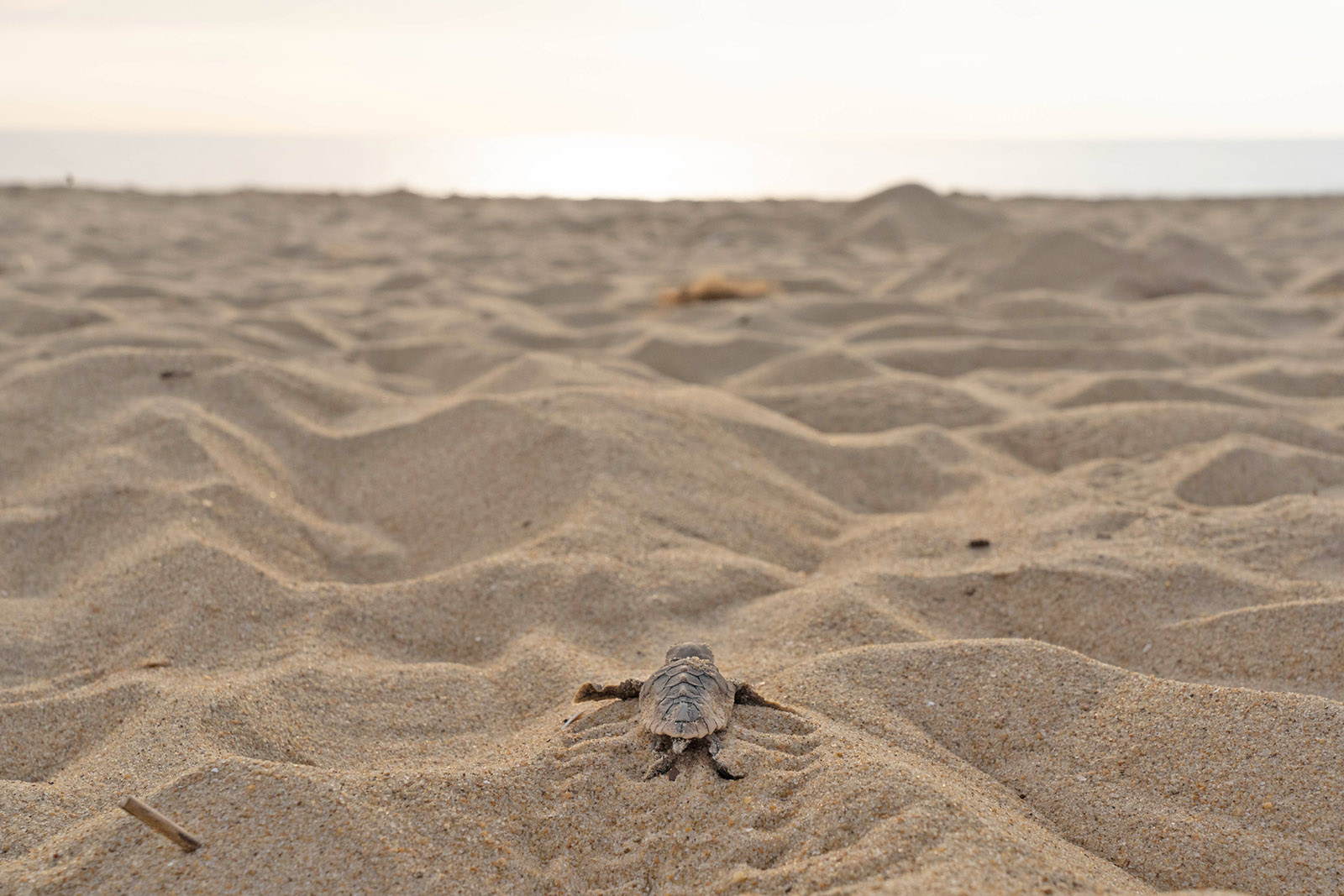 Isang loggerhead turtle na napisa sa karagatan.