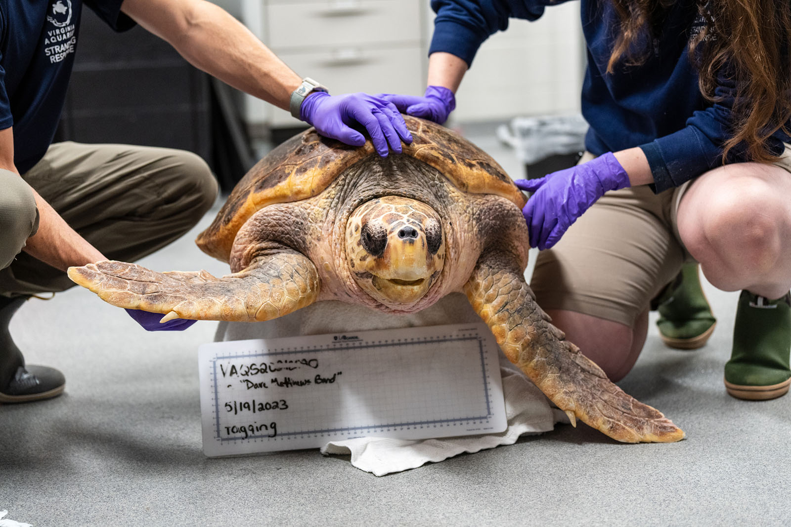 Isang loggerhead turtle na na-recover ng Virginia Stranding Response Network sa Virginia Aquarium & Marine Science Center.