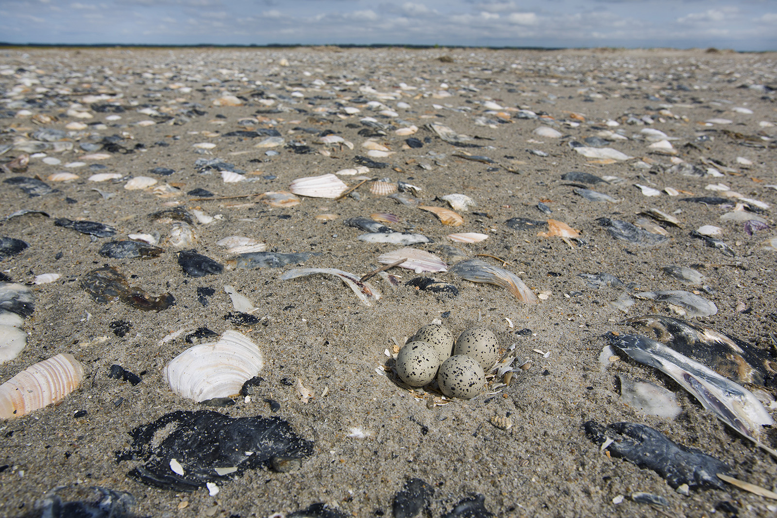Isang imahe ng isang piping plover nest na may apat na itlog sa isang barrier island
