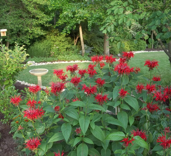 Isang imahe ng scarlet bee balm sa harap ng isang naka-landscape na lawa na may bahay ng ibon at paliguan na nakikita sa background