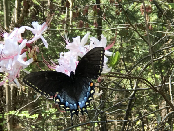 Isang itim na anyo ng eastern tiger swallowtail ang bumisita sa mga tubular na bulaklak ng pixterbloom azalea