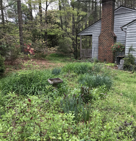 Isang larawan ng wildlife garden na may paliguan ng ibon sa gitna na nagpapakita ng pagkakaiba-iba sa taas ng mga dahon