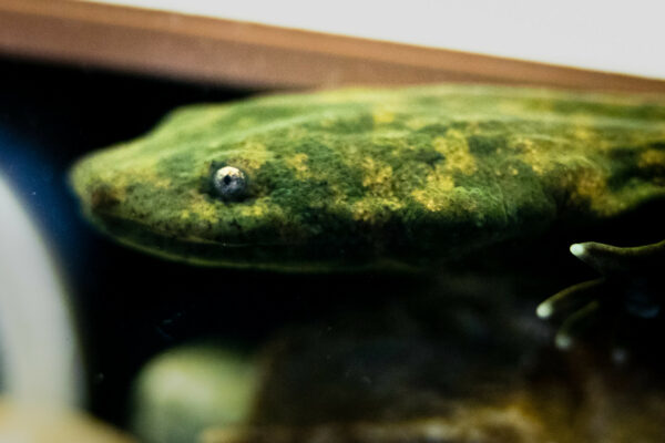 Isang ulo ng Eastern Hellbender.