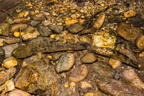 Isang Eastern Hellbender na halos nakatago sa mga nakapalibot na bato.