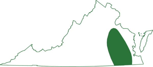 Ang silangang sirena ay matatagpuan sa ilang mga rehiyon ng Eastern Virginia