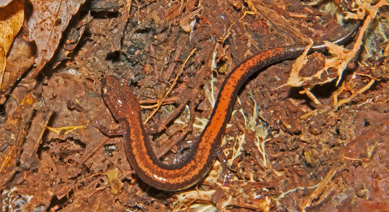 Isang eastern red backed salamander sa dahon ng basura