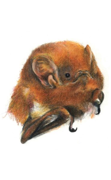Isang imahe ng Eastern Red Bat
