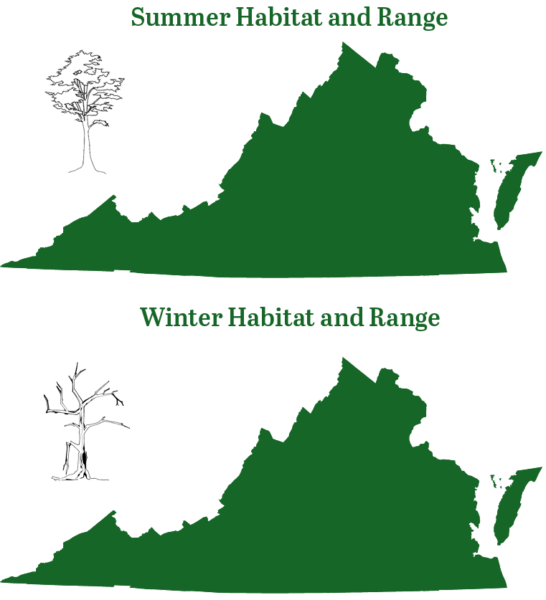 Ang silangang pulang paniki ay matatagpuan sa buong Virginia sa buong taon