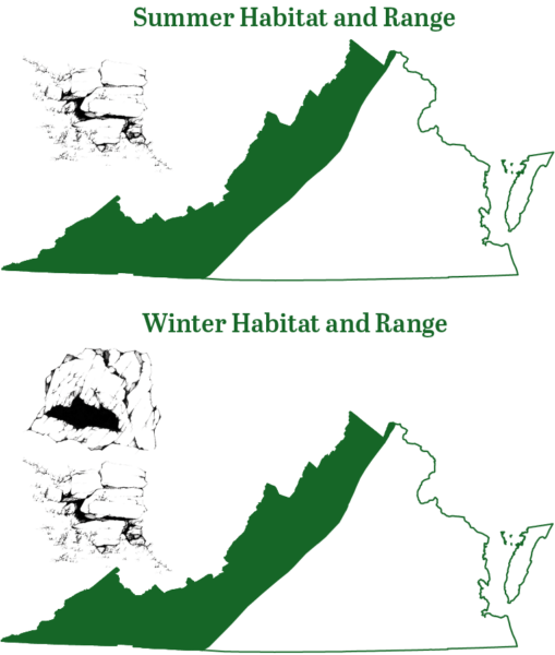 Ang silangang maliit na paa na paniki ay matatagpuan sa mga montane na rehiyon ng Virginia sa panahon ng tag-araw at taglamig