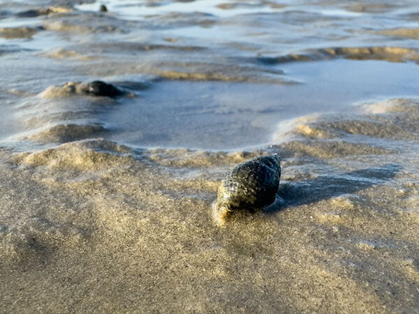 Eastern Mud Snail sa isang beach kapag low tide.